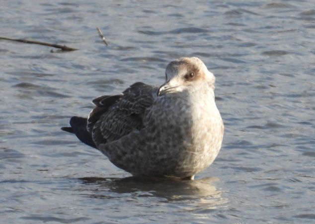 Goéland brun  - Jarosław Słowikowski