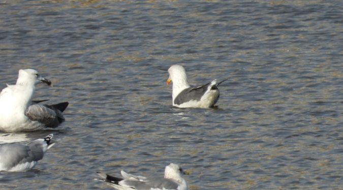 Lesser Black-backed Gull 