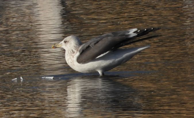 Lesser Black-backed Gull 