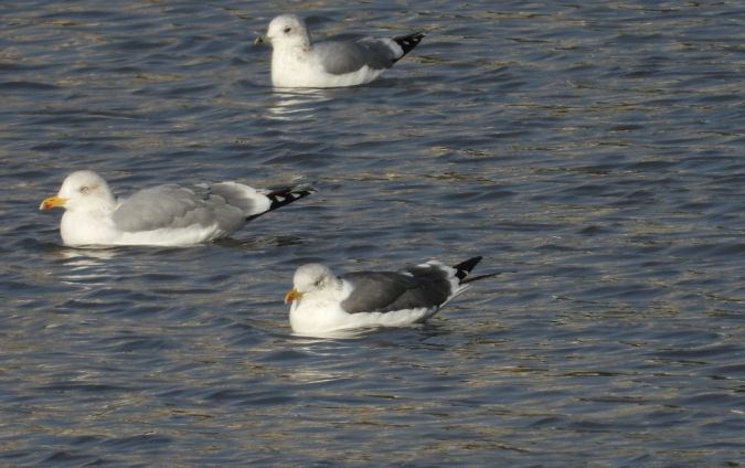 Lesser Black-backed Gull 