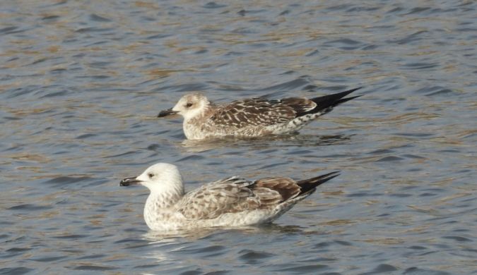 Lesser Black-backed Gull 