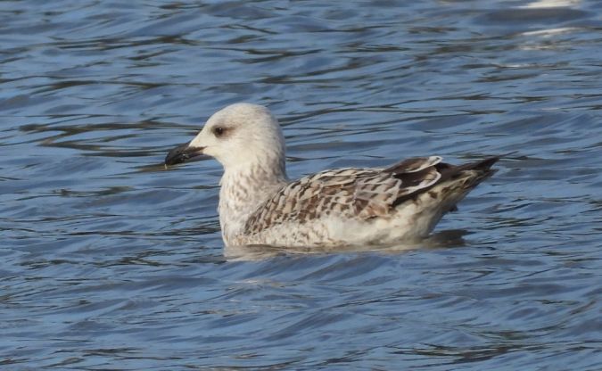 mewa romańska  - Jarosław Słowikowski