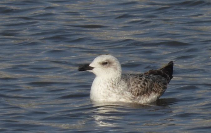 Goéland leucophée  - Jarosław Słowikowski