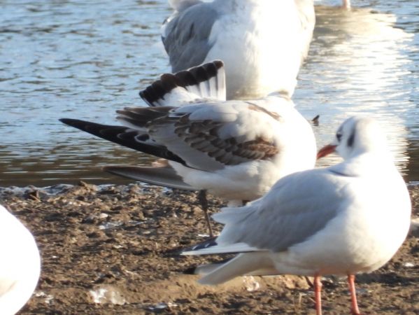 Mouette mélanocéphale 