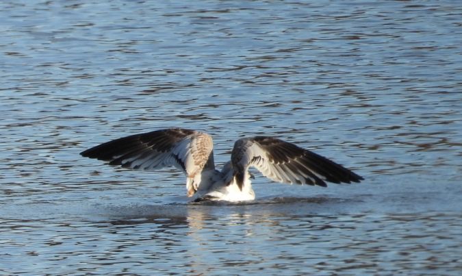 Mouette mélanocéphale 