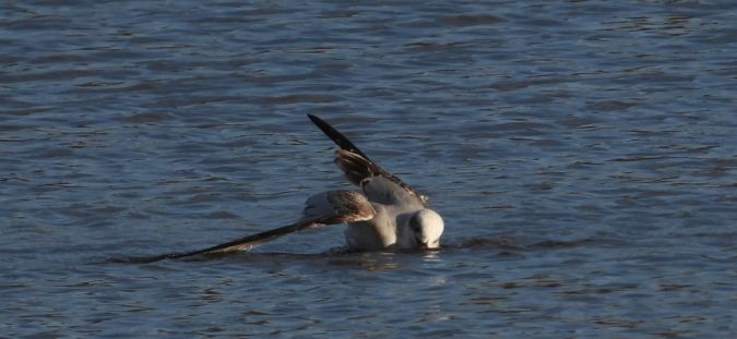 Mouette mélanocéphale 