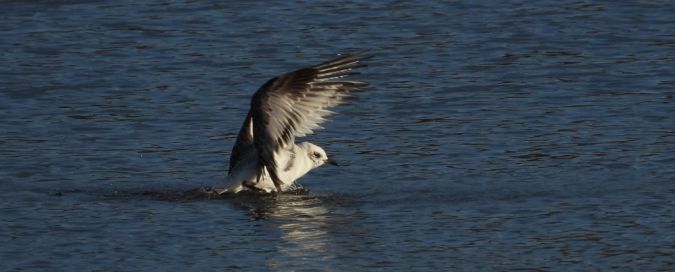 Mouette mélanocéphale  - Jarosław Słowikowski