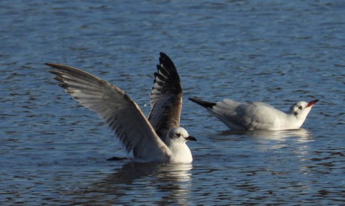 Mouette mélanocéphale 