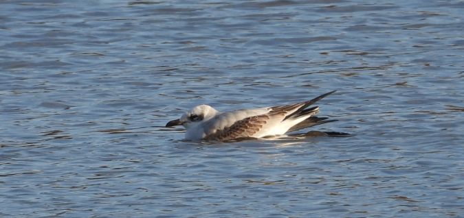 Mouette mélanocéphale 