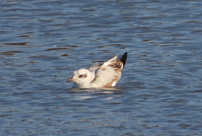 Mouette mélanocéphale 