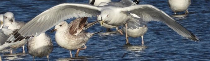 mewa srebrzysta  - Jarosław Słowikowski