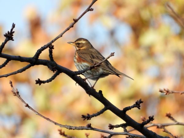 Grive mauvis  - Jarosław Słowikowski