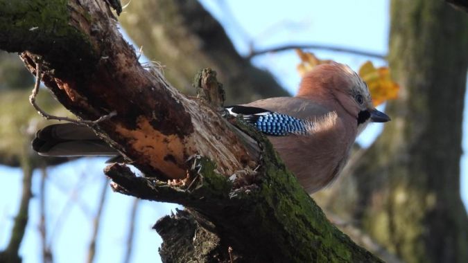 Eichelhäher  - Jarosław Słowikowski