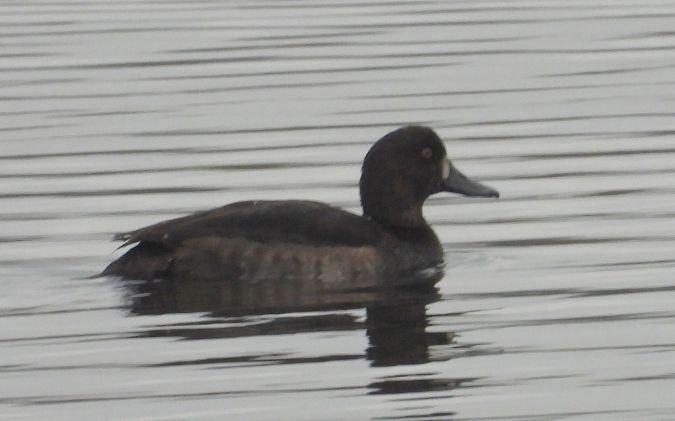 czernica  - Jarosław Słowikowski