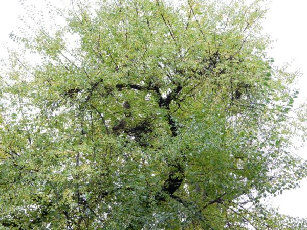 uszatka  - Jarosław Słowikowski