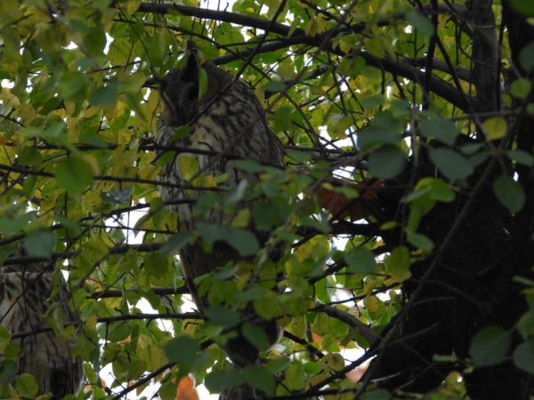 uszatka  - Jarosław Słowikowski