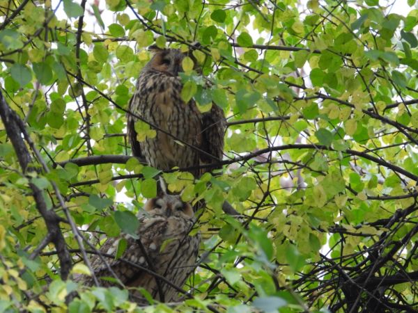 Hibou moyen-duc  - Jarosław Słowikowski