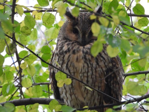 uszatka  - Jarosław Słowikowski