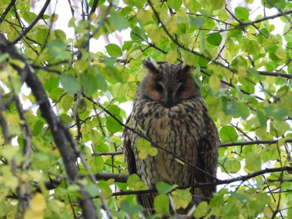 Hibou moyen-duc  - Jarosław Słowikowski