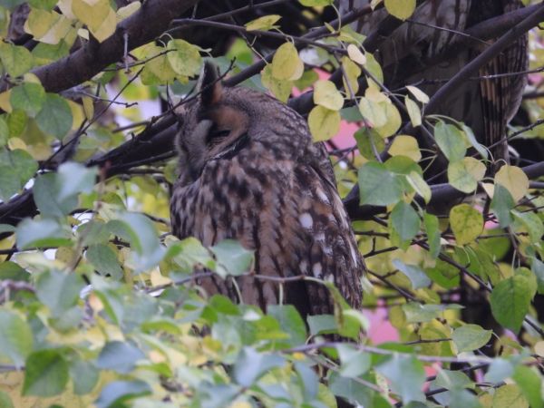 Hibou moyen-duc  - Jarosław Słowikowski
