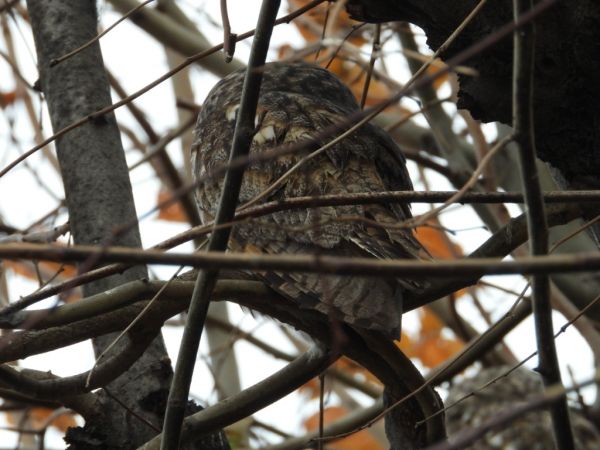 uszatka  - Jarosław Słowikowski