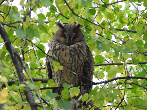 uszatka  - Jarosław Słowikowski