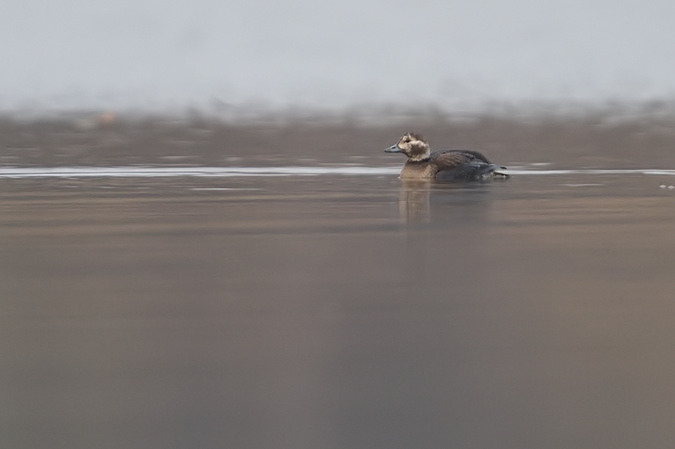 Eisente  - Piotr Blachliński
