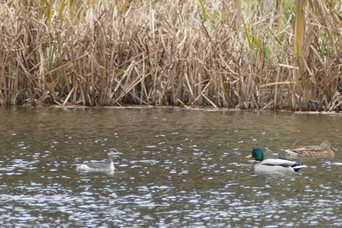 perkoz rdzawoszyi  - Wojciech Kaczor