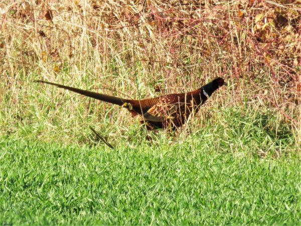 Fasan  - Maria Madej