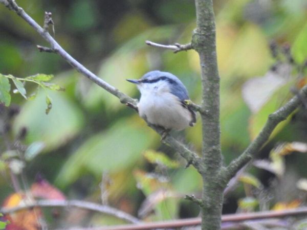Eurasian Nuthatch  - Piotr Olszewski