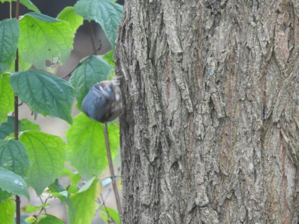 Sittelle torchepot  - Piotr Olszewski