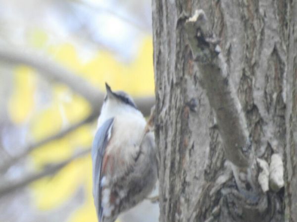 Kleiber  - Piotr Olszewski