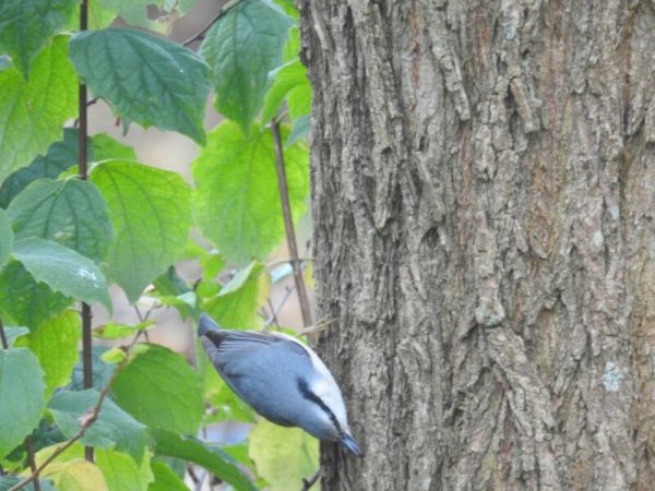 Sittelle torchepot  - Piotr Olszewski