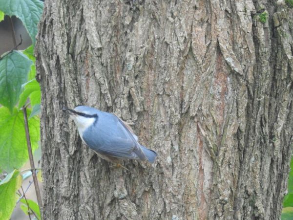 Sittelle torchepot  - Piotr Olszewski