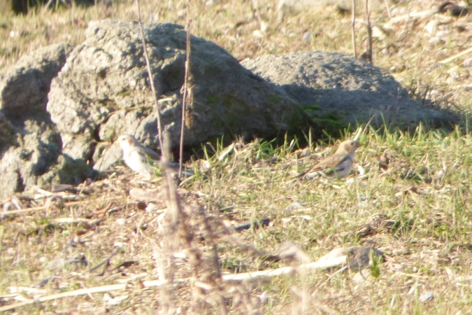 Schneeammer  - Mirosław Nowicki