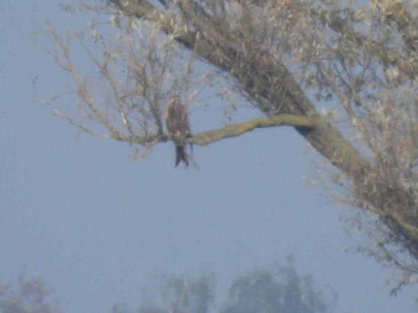 Red Kite  - Waldemar Okupniczak