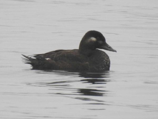 Macreuse brune  - Waldemar Okupniczak