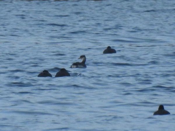 perkoz rdzawoszyi  - Waldemar Okupniczak