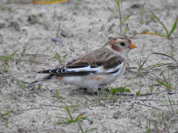 śnieguła  - Waldemar Okupniczak