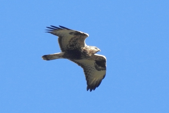 myszołów włochaty  - Wiktor Kroker