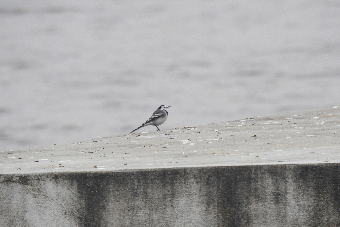 pliszka siwa  - Wiktor Kroker