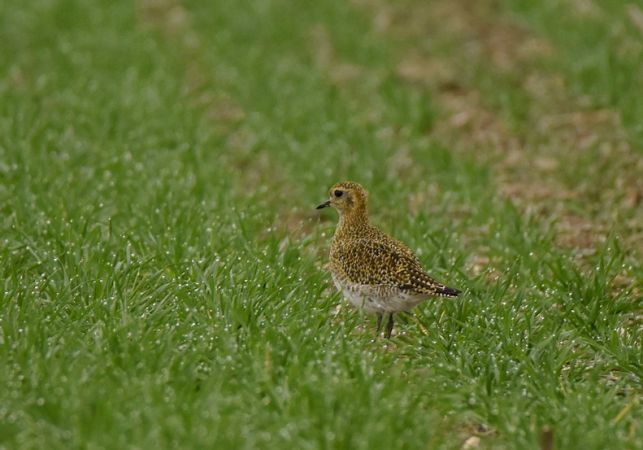 Goldregenpfeifer  - Grzegorz Grygoruk