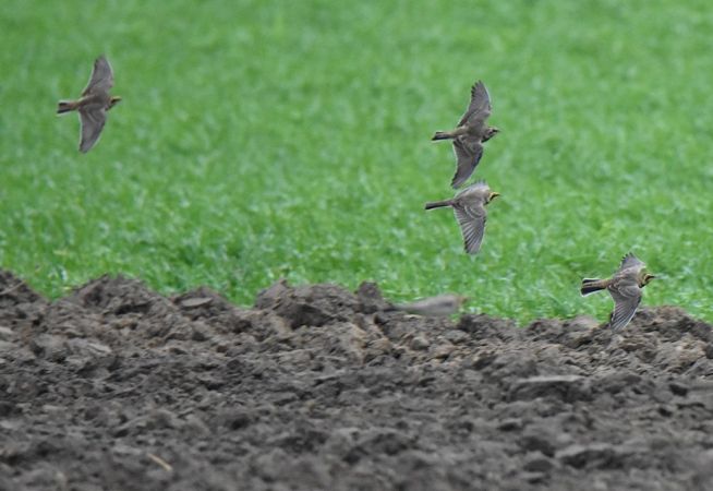 górniczek  - Grzegorz Grygoruk