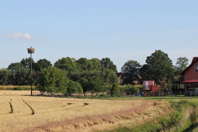 Cigogne blanche  - Rafał Walczybok