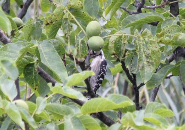 dzięciołek  - Rafał Walczybok