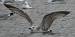 Steppenmöwe  - Jarosław Słowikowski