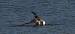 Mouette mélanocéphale  - Jarosław Słowikowski