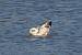 Mouette mélanocéphale  - Jarosław Słowikowski