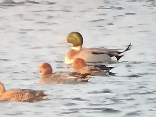 Stockente  - Dariusz Węcławek