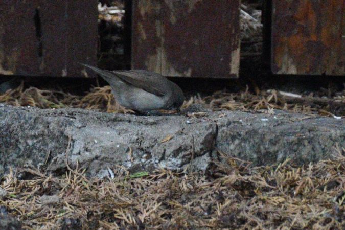 piegża  - Robert Kraska